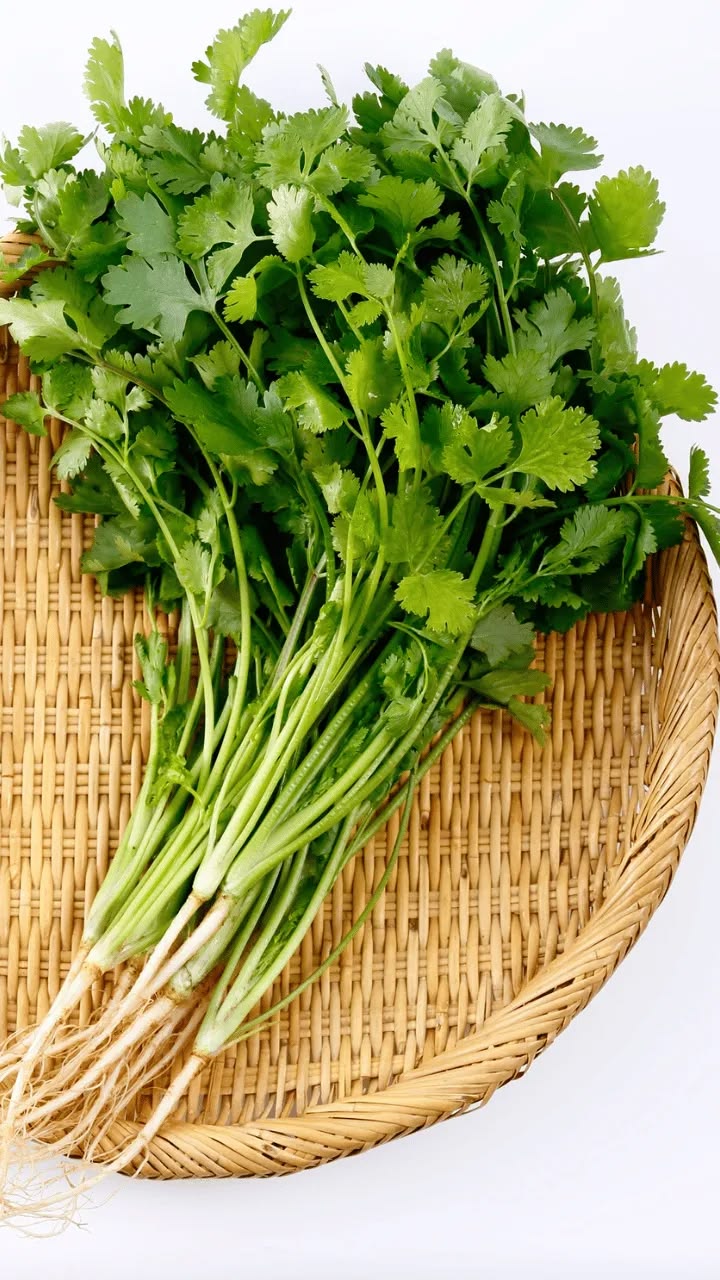Hybrid Coriander (300+ seeds)