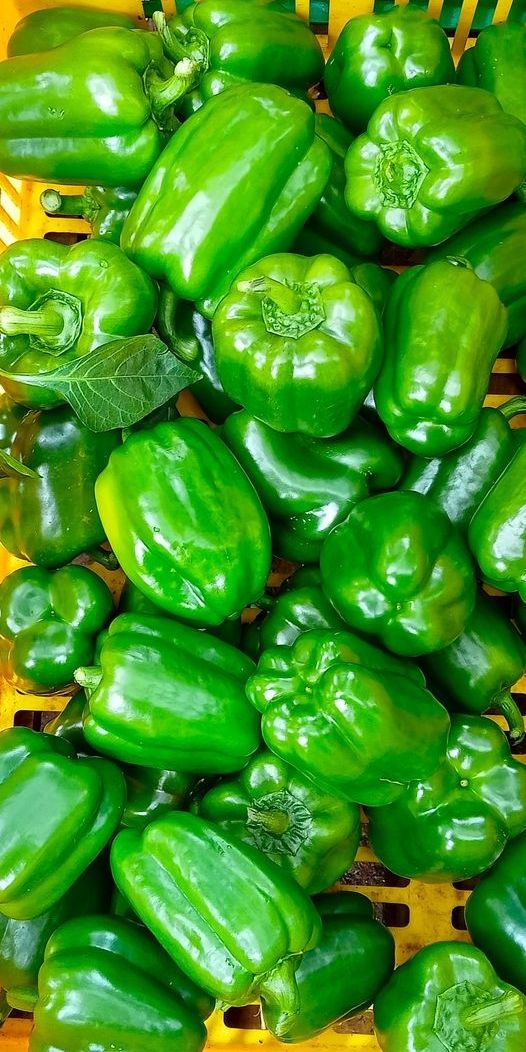 Green Capsicum (15 seeds)