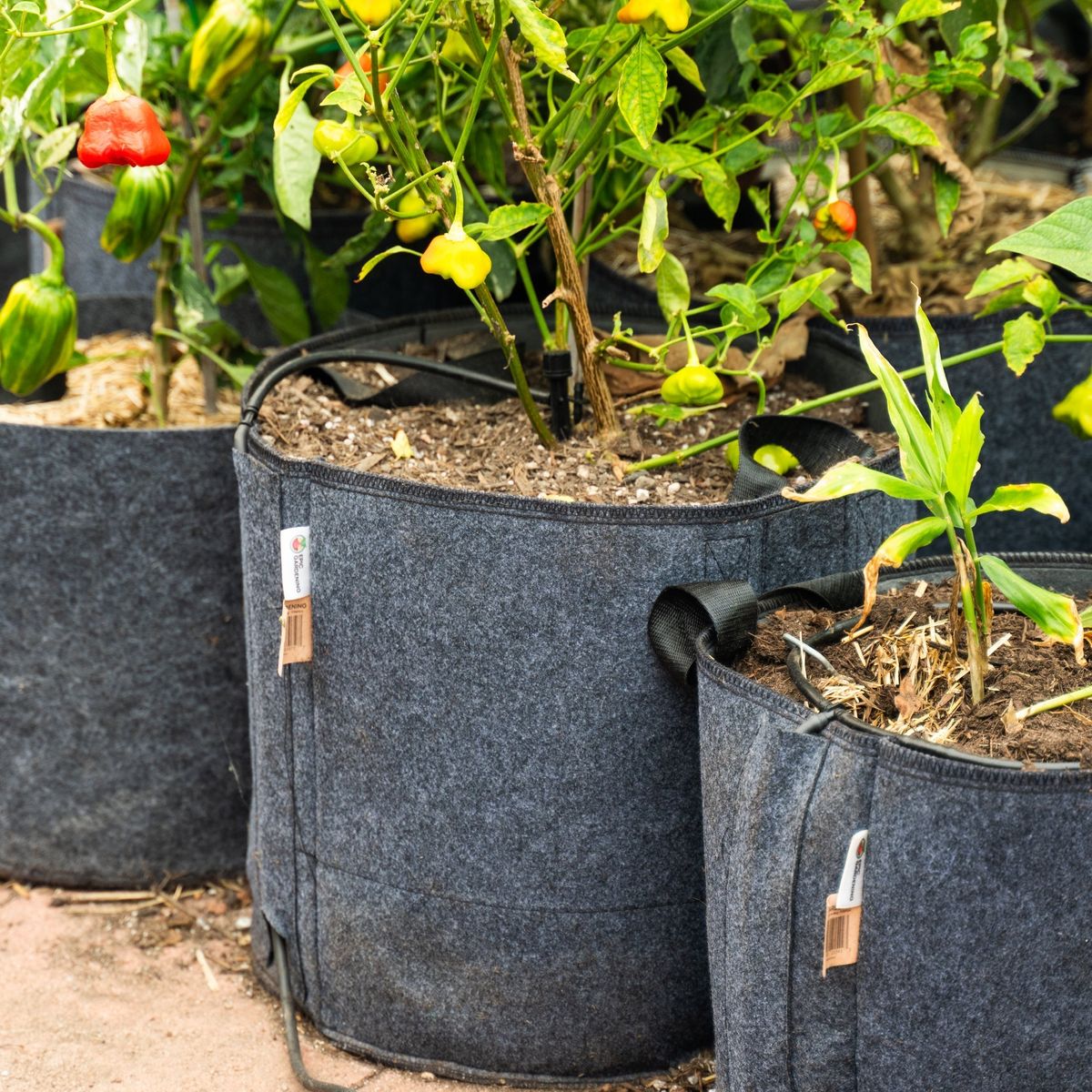 Pots And Grow Bags