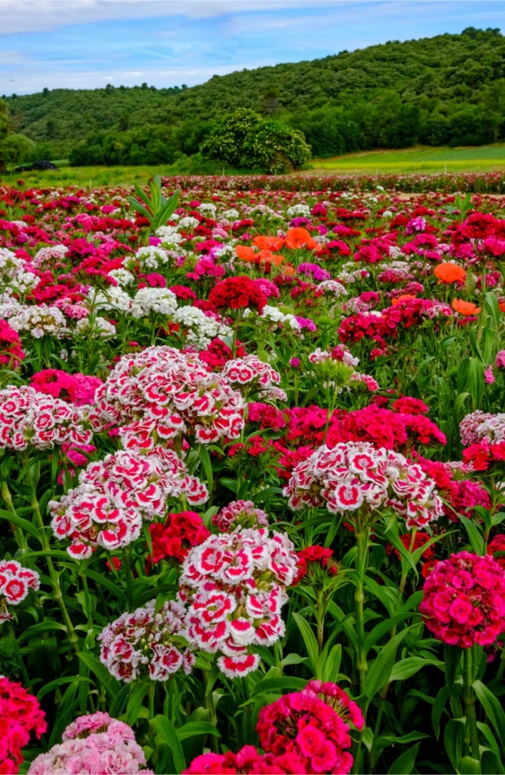Flower seeds