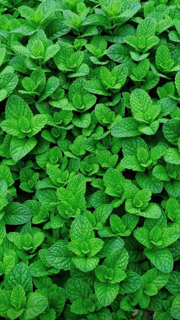 Mint (50+seeds)