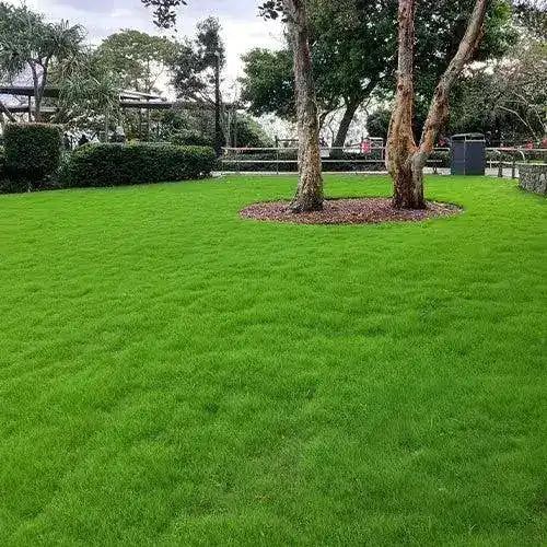 Bermuda Grass Seeds