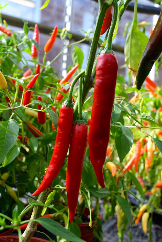 Skyline Red Chilli (15 seeds)