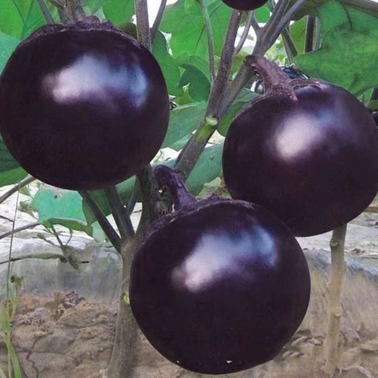 Round Brinjal (20)seeds
