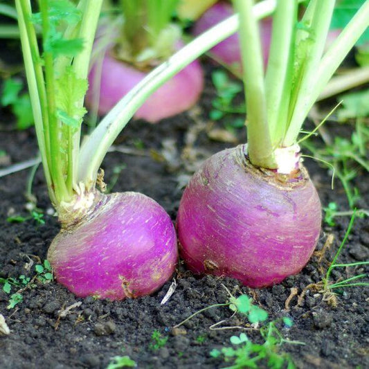 Turnip