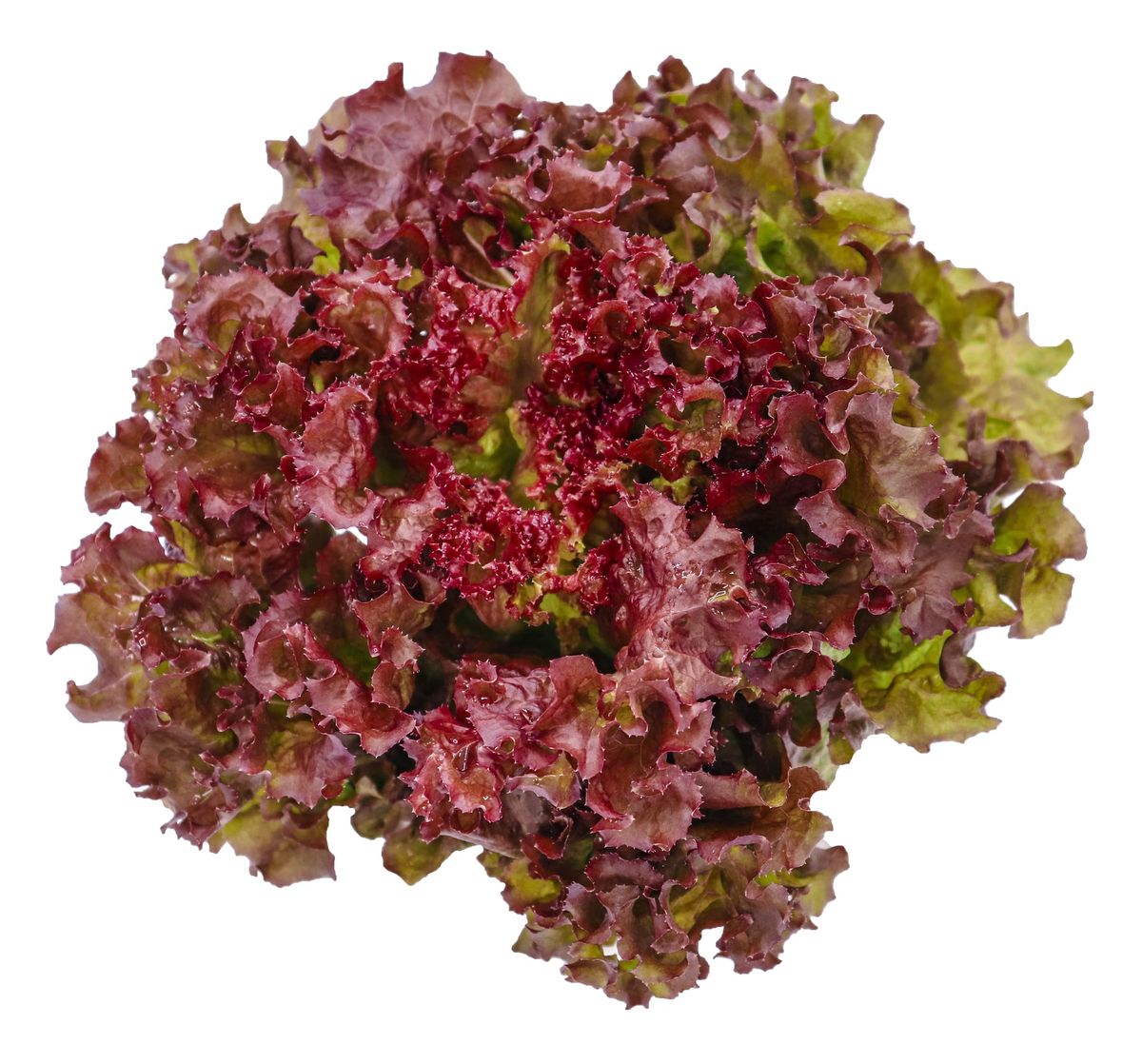 Red Lettuce (50+seeds)