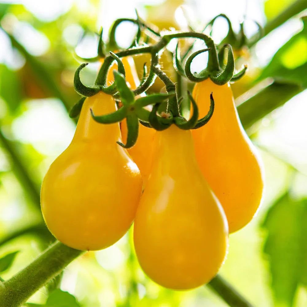 Yellow Tomatoes ( 10 seeds )