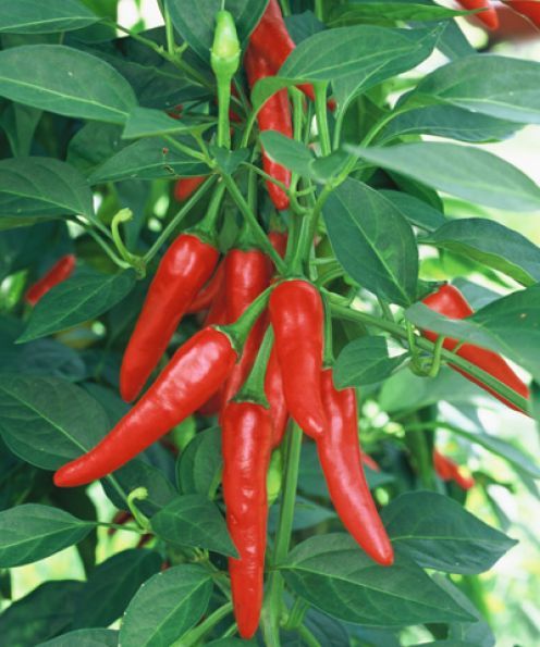 Skyline Red Chilli (15 seeds)