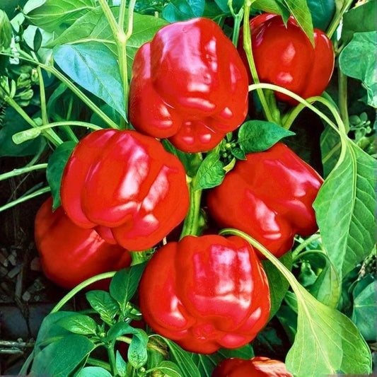 Red Capsicum (10 seeds)