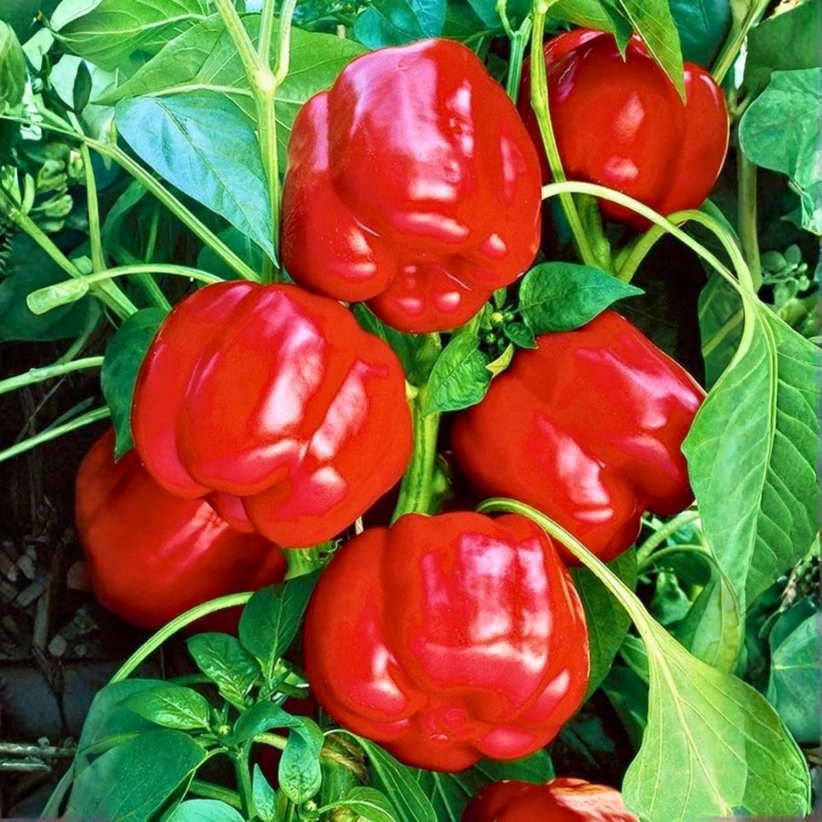 Red Capsicum (10 seeds)
