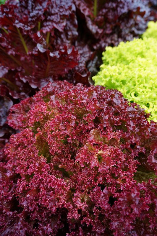 Red Lettuce (50+seeds)