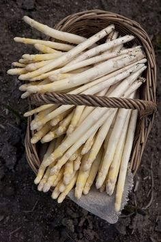 White Asparagus (10seeds)