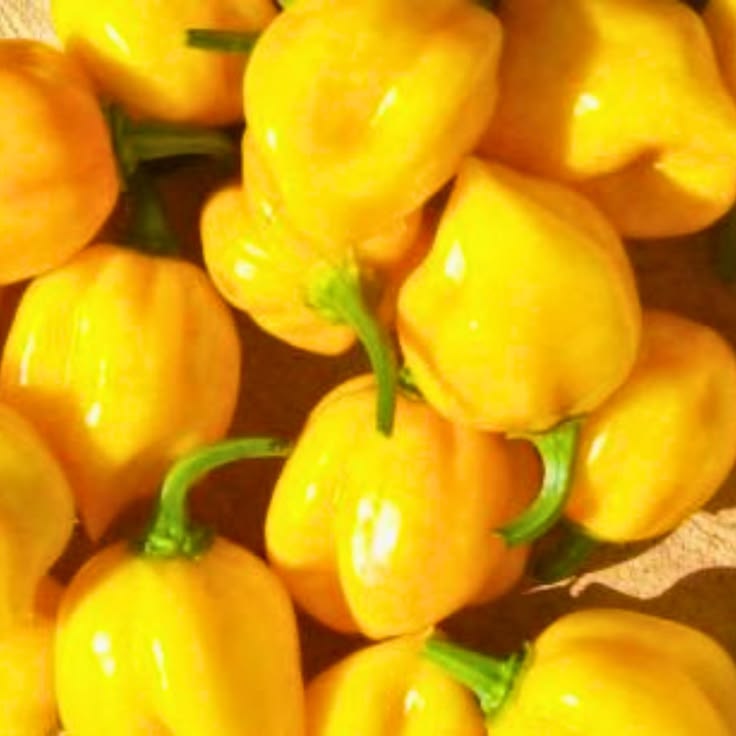 Yellow Capsicum (10 seeds)