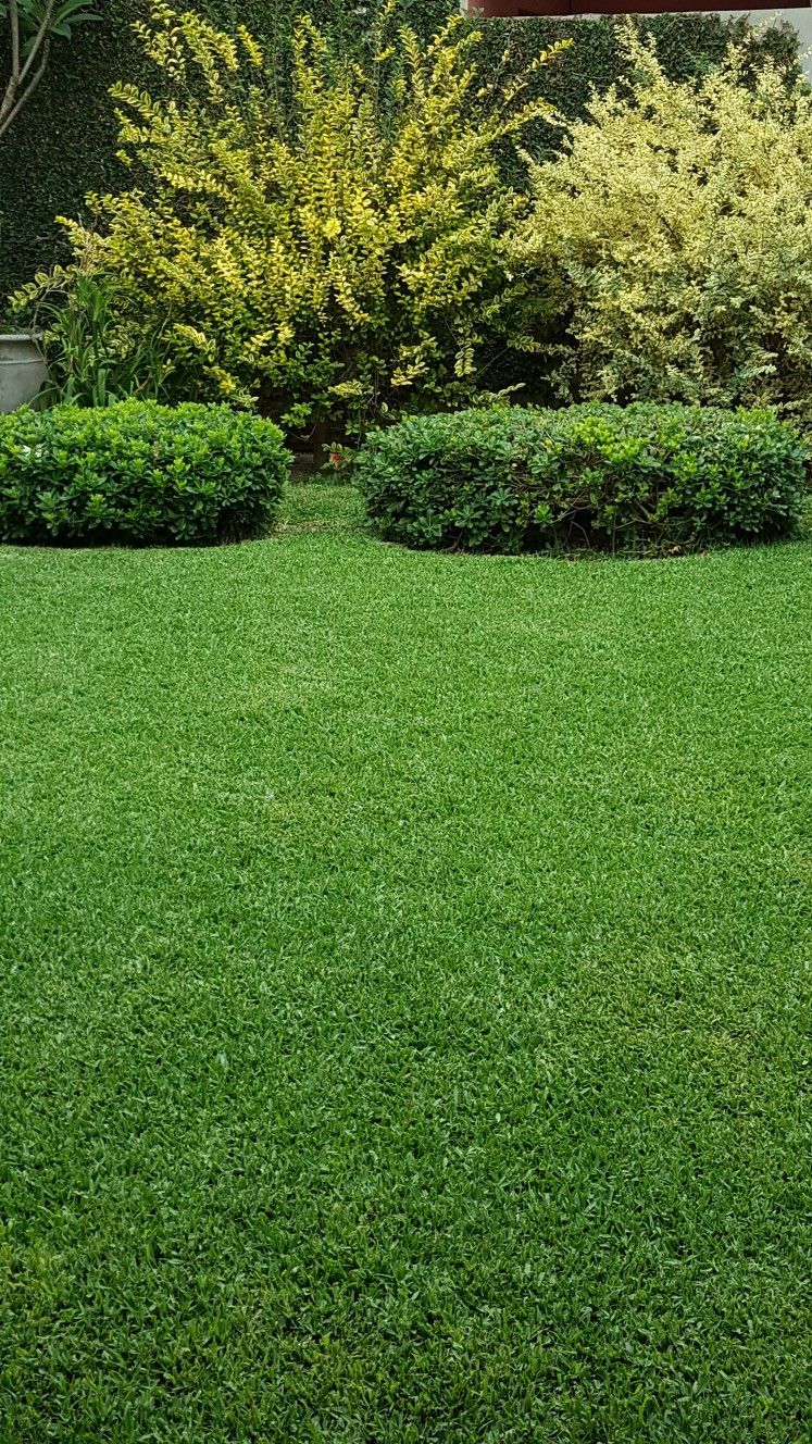 Bermuda Grass Seeds