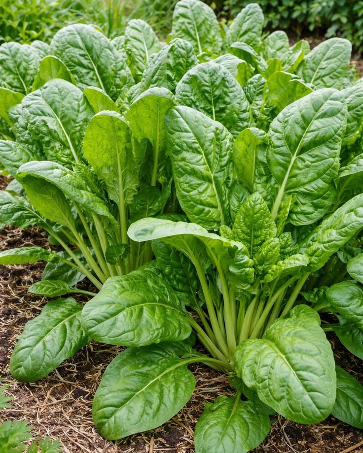 Spanich (300+seeds)