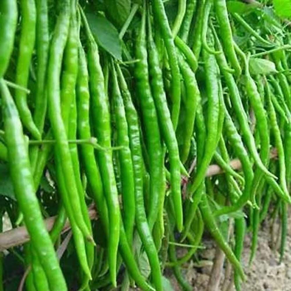Hybrid Green Chili (15+seeds)
