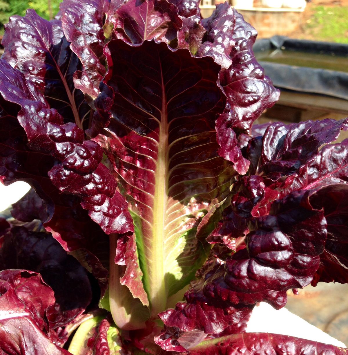 Red Lettuce (50+seeds)