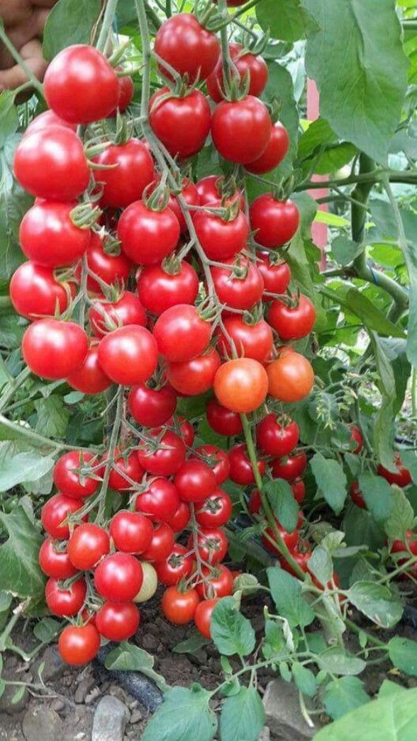 Hybrid Tomato (20 Seeds)