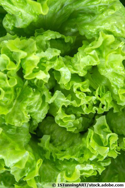 Leafy Lettuce (100+seeds)