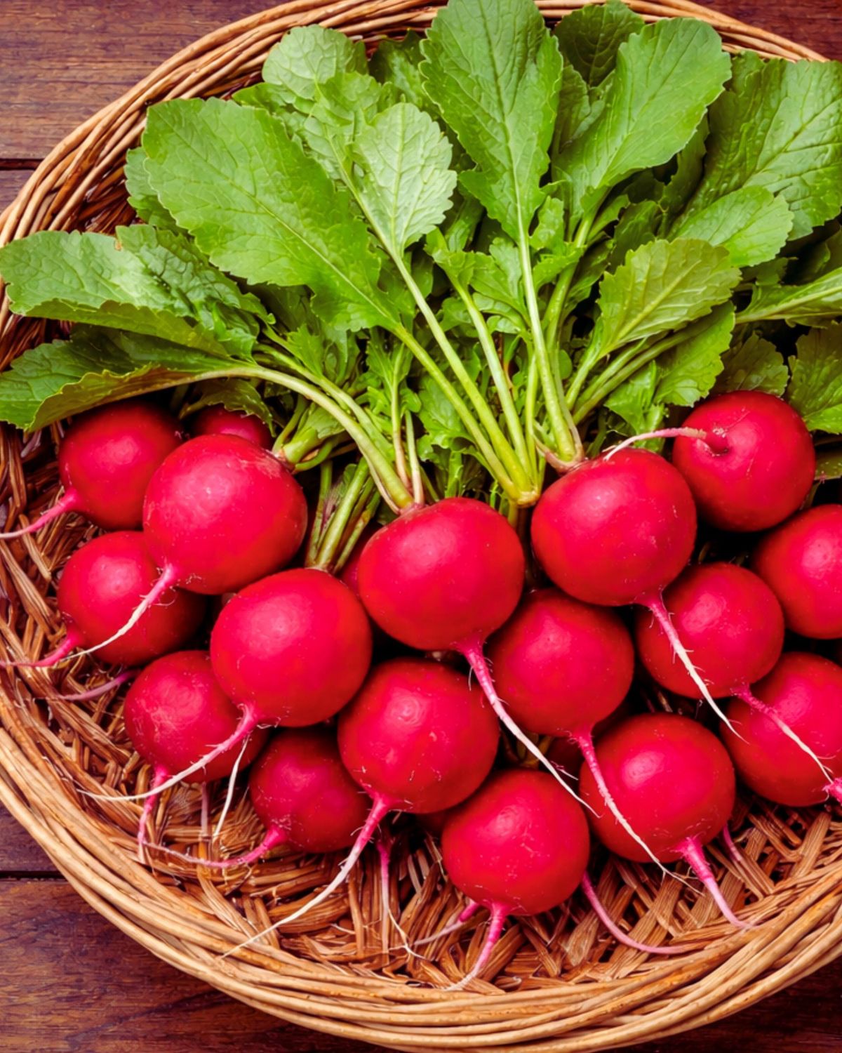 Red Radish (50+seeds)