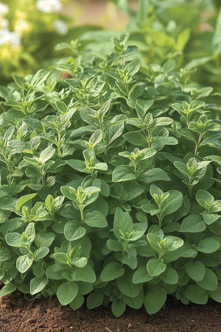 Large Leaf Sweet Basil (30+seeds )