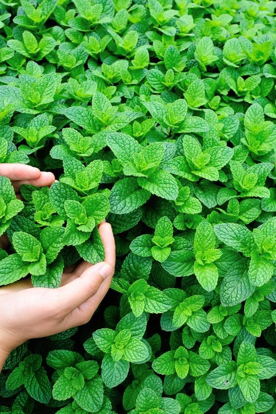 Mint (50+seeds)