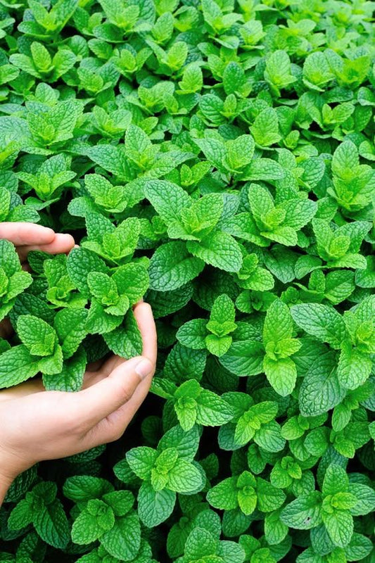 Mint (50+seeds)