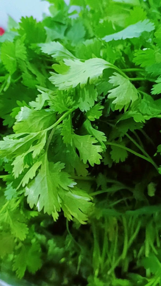 Desi Coriander (300+seeds)