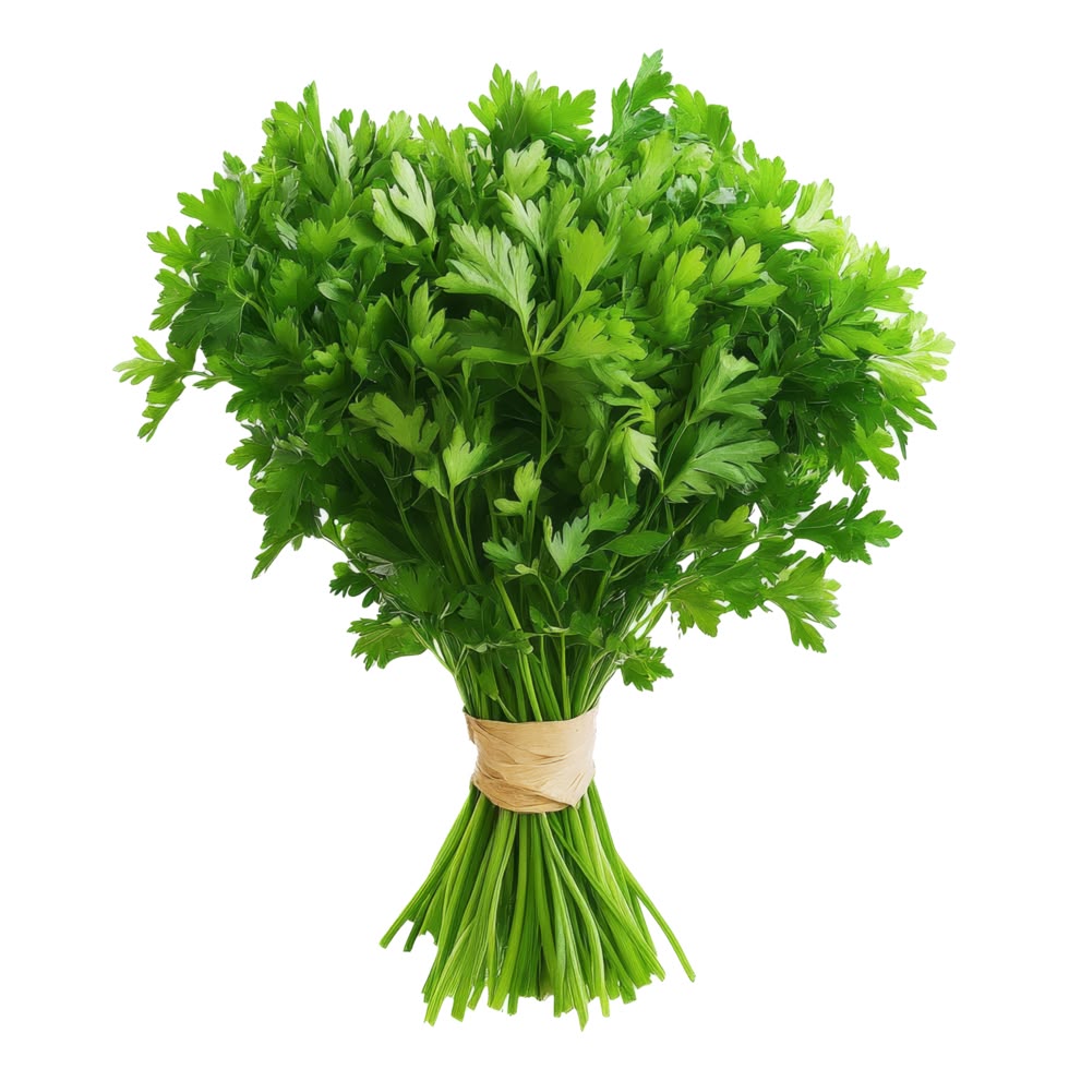 Hybrid Coriander (300+ seeds)