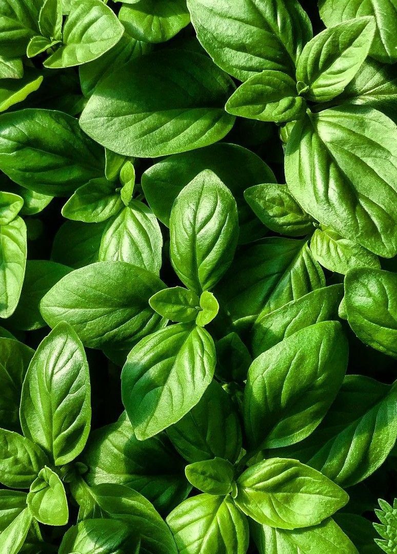 Large Leaf Sweet Basil (30+seeds )