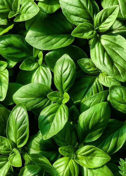 Large Leaf Sweet Basil (30+seeds )