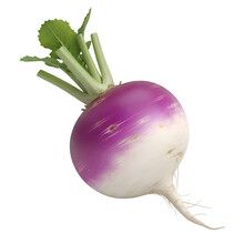 Turnip