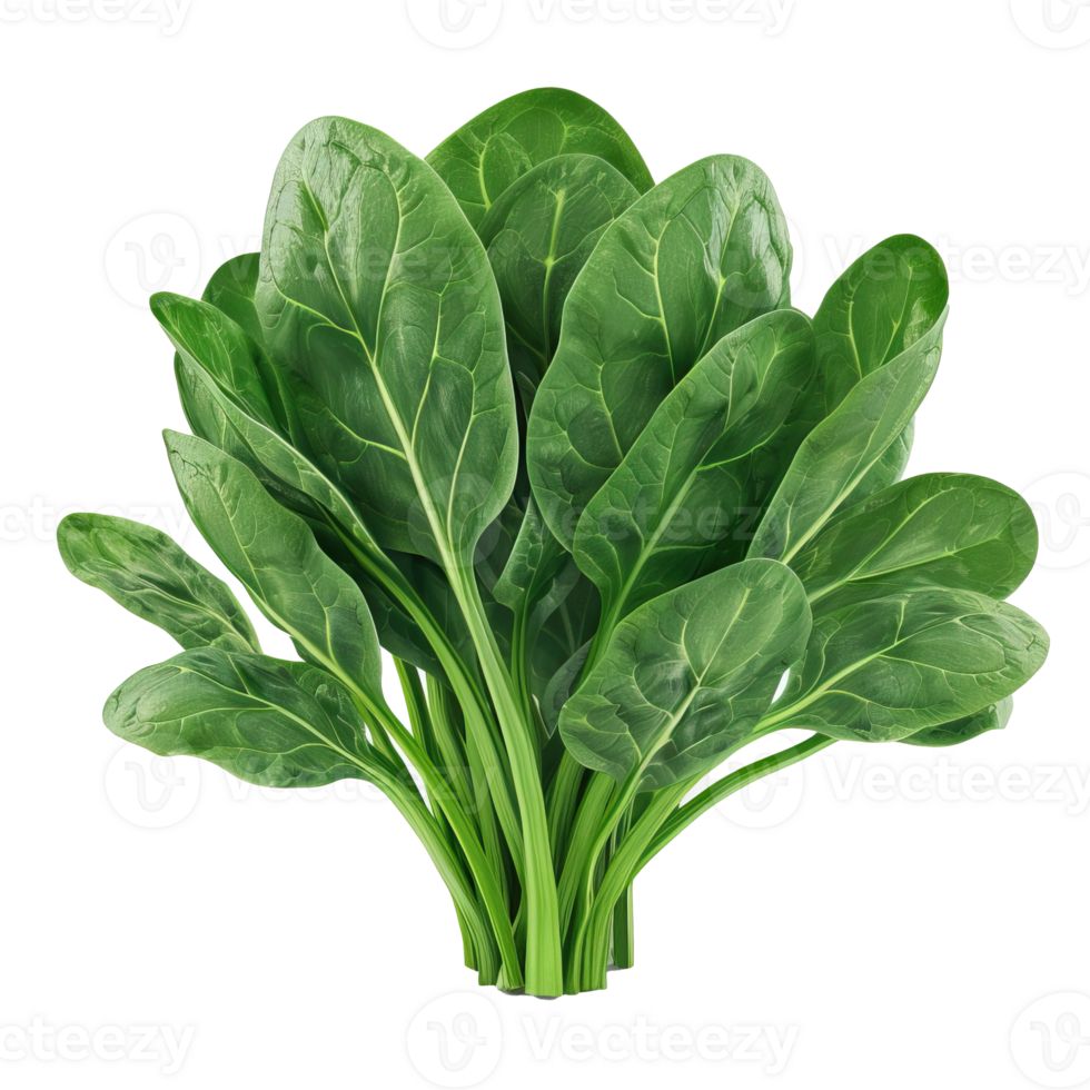 Spanich (300+seeds)