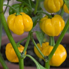 Yellow Capsicum (10 seeds)