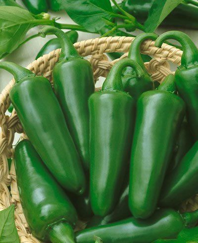 Green Jalapeno (10+seeds)
