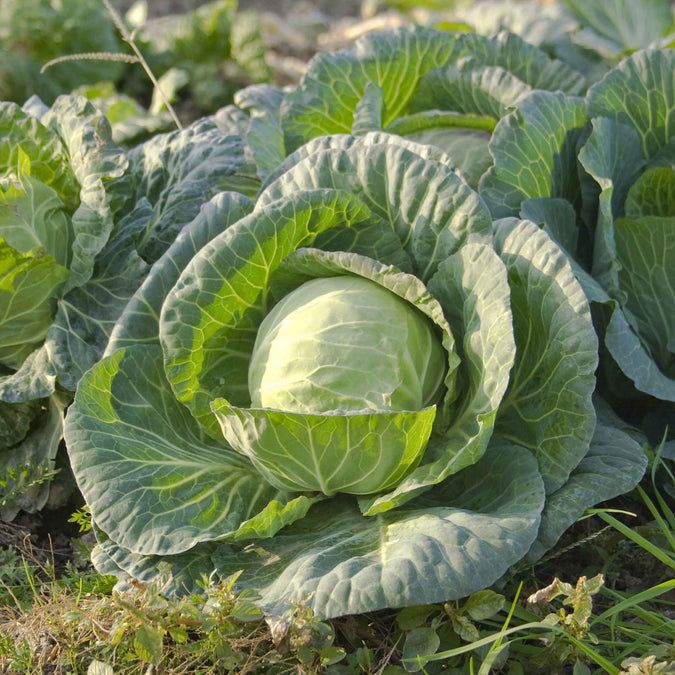 Cabbage