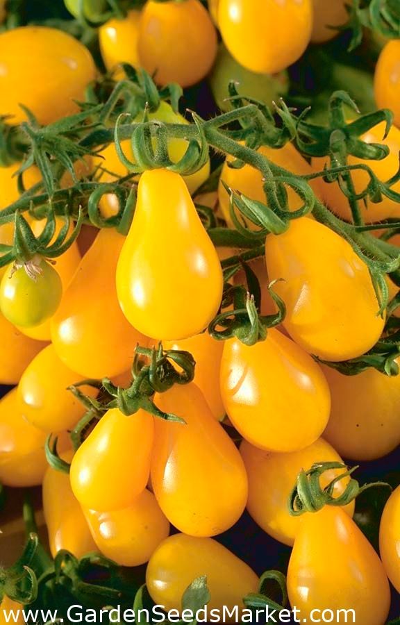 Yellow Tomatoes ( 10 seeds )