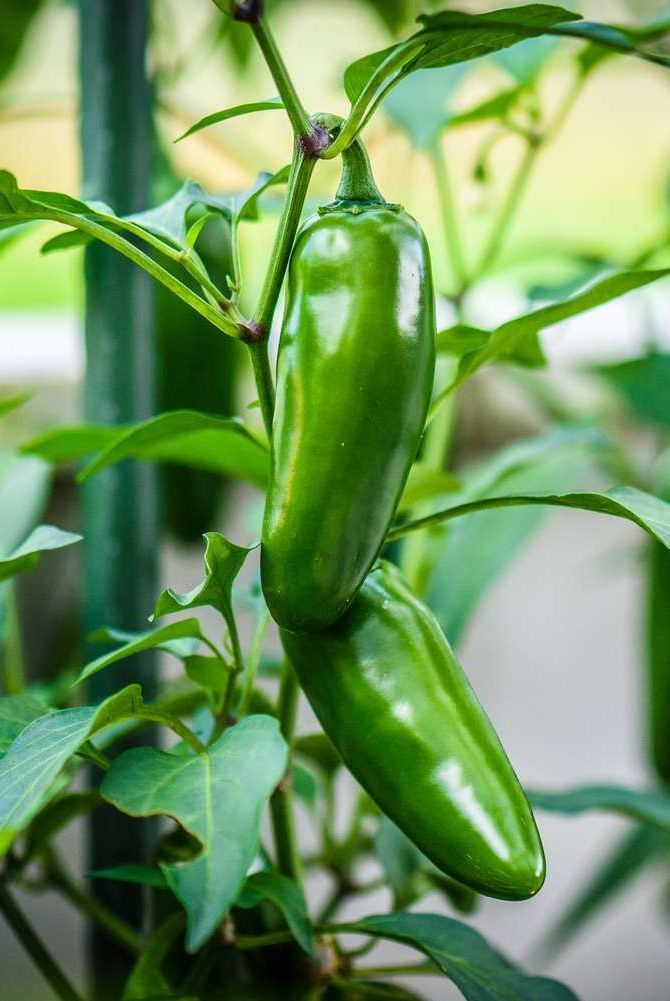 Green Jalapeno (10+seeds)