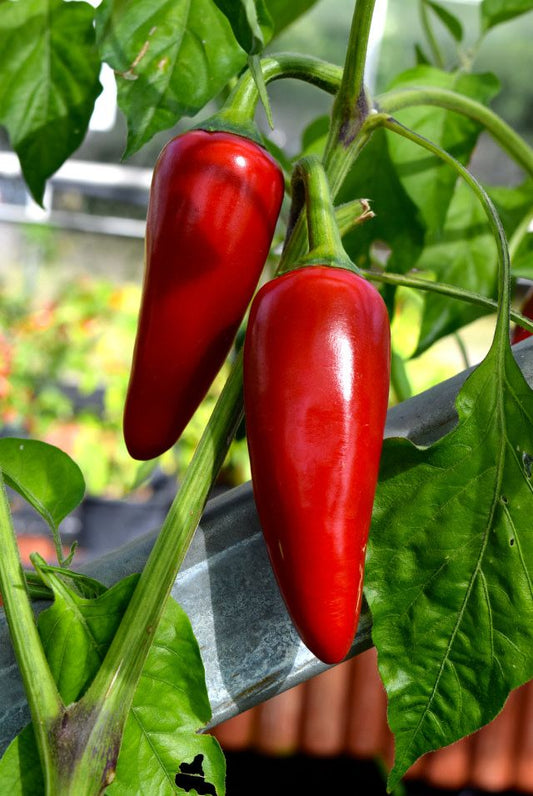 Red  Jalapeno (10+seeds)