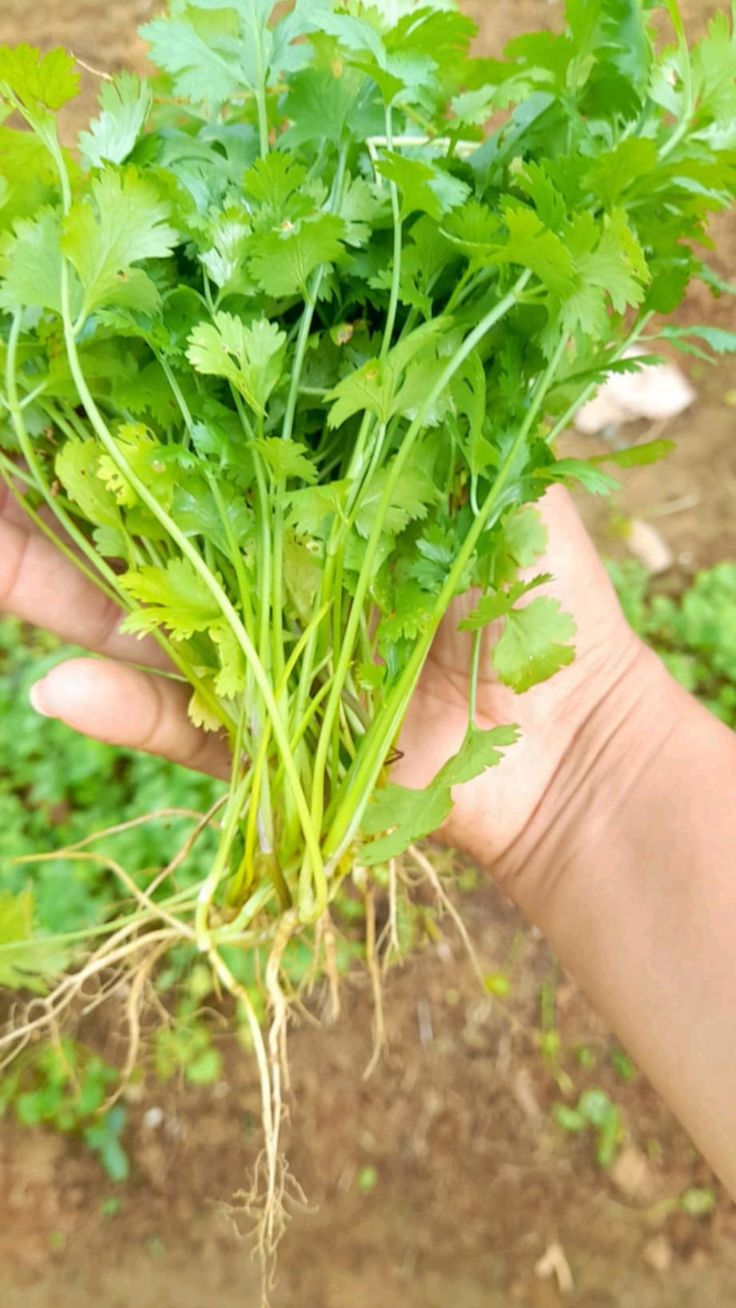 Desi Coriander (300+seeds)