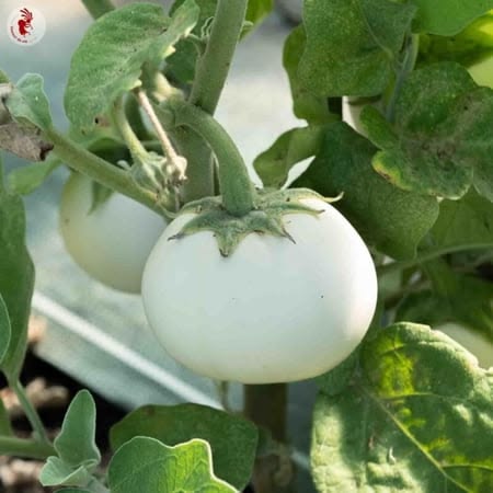 Egg Plant round white (20 seeds)