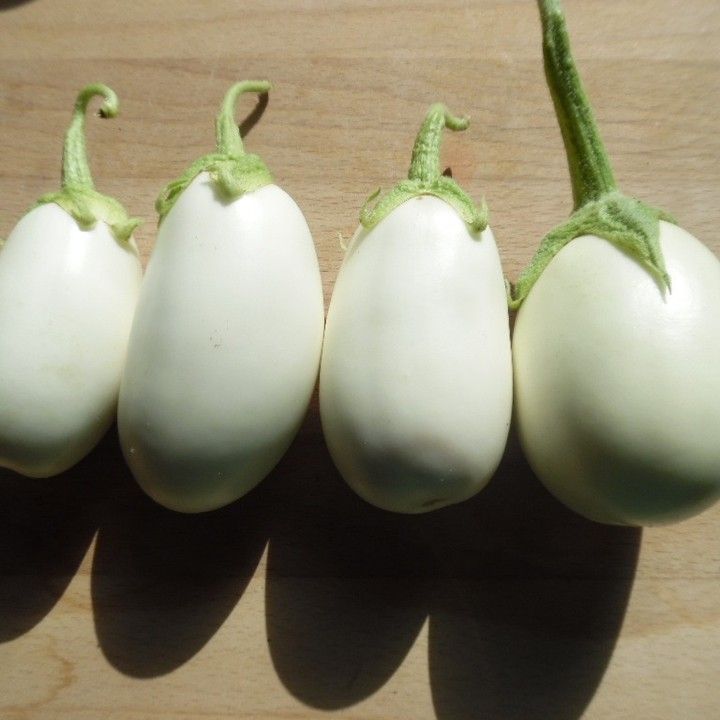 Egg Plant round white (20 seeds)