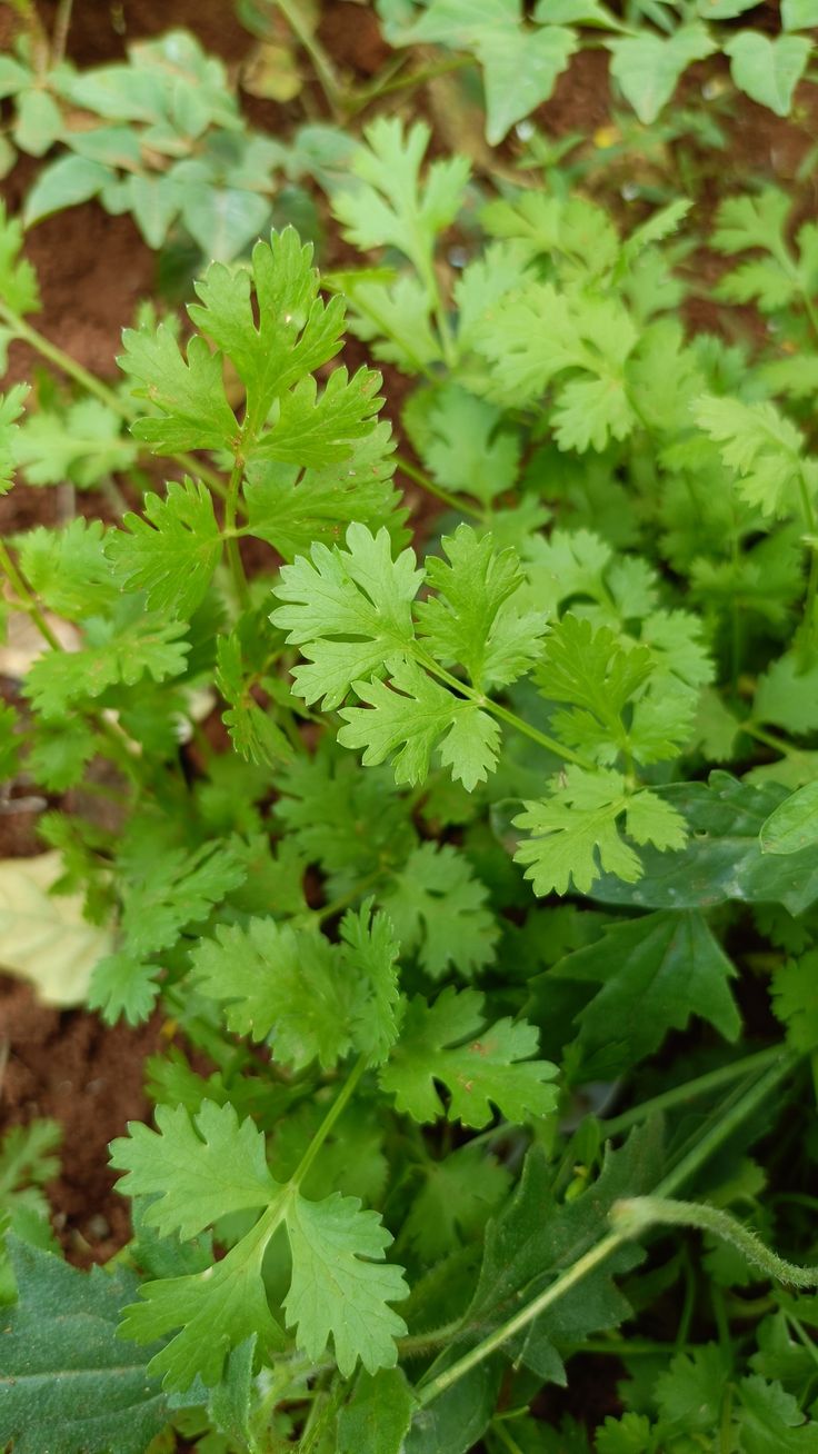 Desi Coriander (300+seeds)