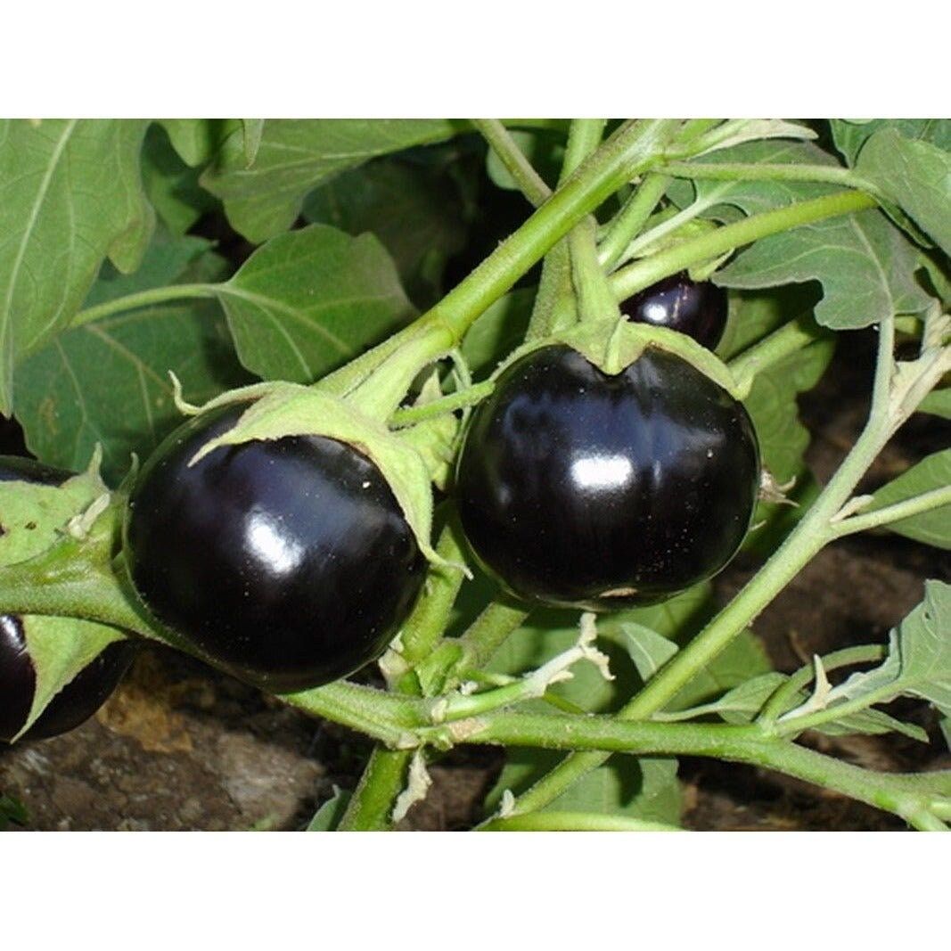 Round Brinjal (20)seeds