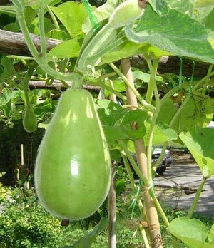 Desi Apple Gourd (10 seeds)
