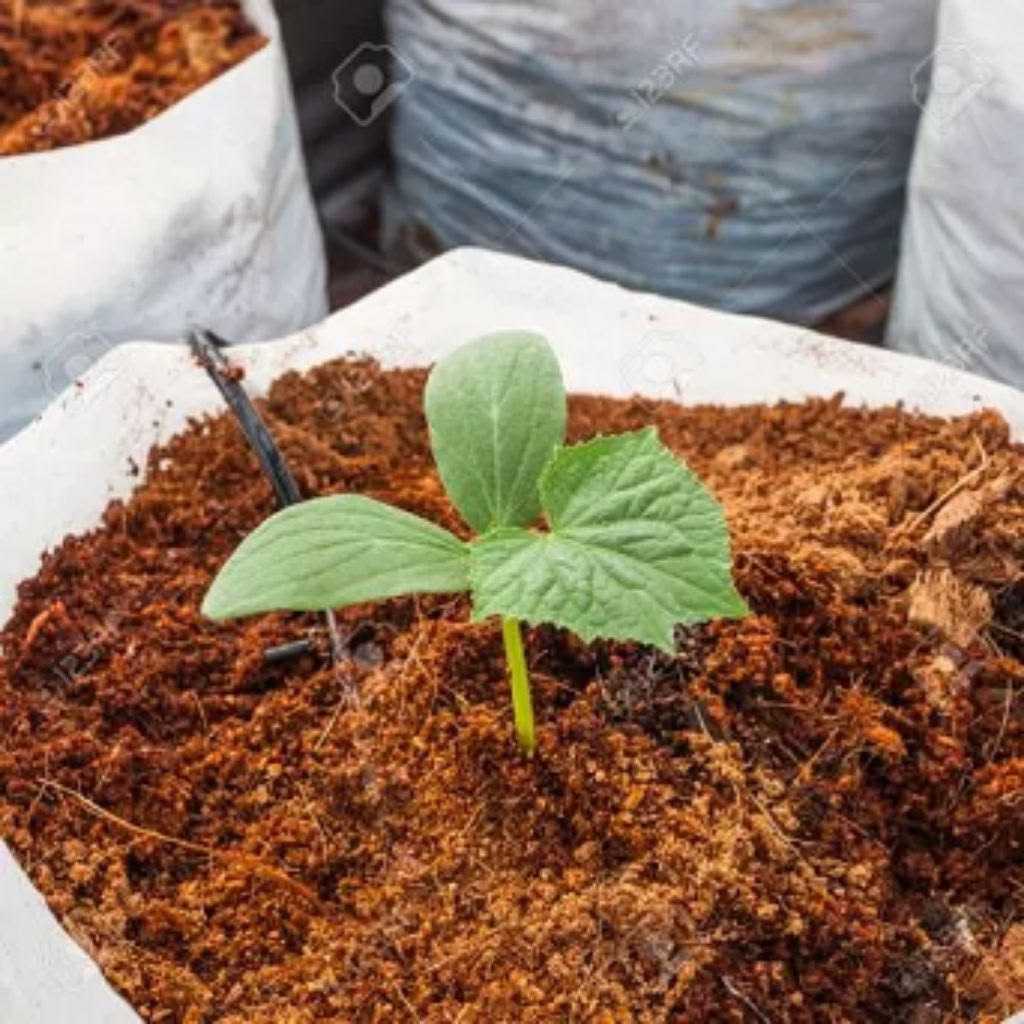 CocoPeat